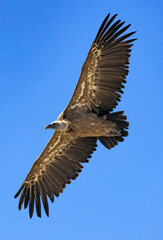Un vautour Fauve en plein vol dans les  gorges du Verdon en France