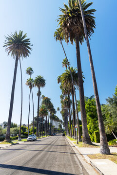 Beverly Hills Street With Tall Palm Trees