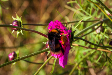 Vizille, Isère, Rhône-Alpes, France, 20 11 2022 bumblebee gathering pollen from a cosmos flower