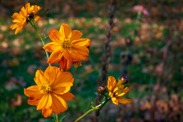 Vizille, Isere, Rhone-Alpes, France, 20 11 2022 sulphurous cosmos flowers, orange yellow flowers