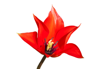 Tulip Linifolia a red spring flowering bulb plant, png stock photo file cut out and isolated on a transparent background