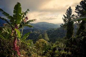 The Blue Mountains in Jamaica, Caribbean, Middle America. - obrazy, fototapety, plakaty