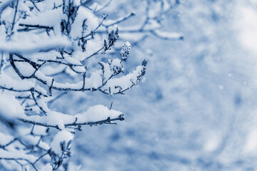 Snow-covered tree branches in winter on a blurred background