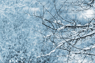 A snowy tree branch in the forest or in the garden on a blurred background