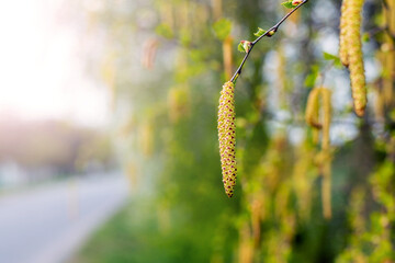 Birch branches with catkins in the spring in sunny weather