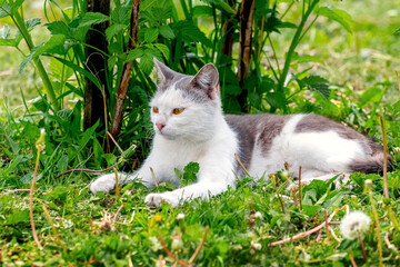 A white spotted cat lies in the garden in the green grass near a raspberry bush