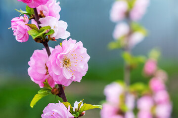 Pink sakura blossoms on a tree close-up. Japanese cherry blossoms