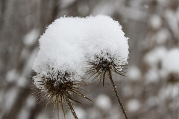 snow covered thistles
