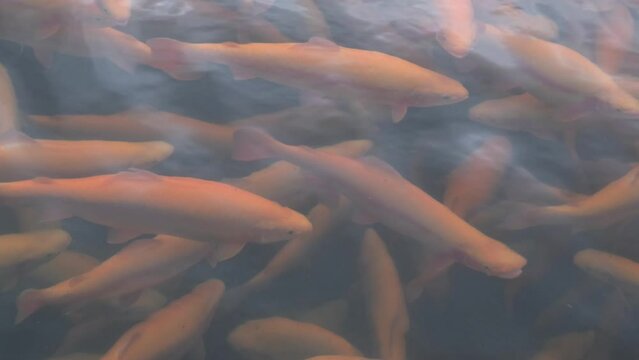 Rainbow trout swims in the water at a fish farm, fish farming