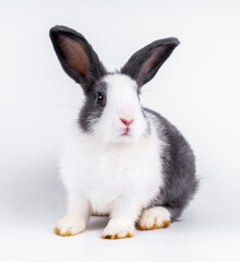 cute black and white rabbit isolated white background
