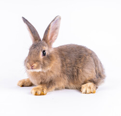 Cute looking brown rabbit isolated white background