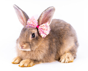 Cute looking brown rabbit isolated white background