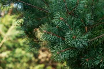 pine branch close-up
