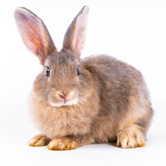 Cute looking brown rabbit isolated white background