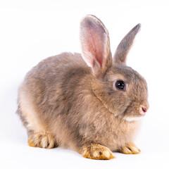 Obraz premium Cute looking brown rabbit isolated white background