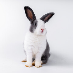 cute black and white rabbit isolated white background