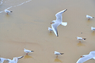 Seagulls sandy shore and rolling waves.