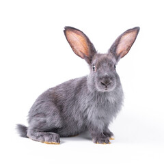 Cute looking brown rabbit isolated white background