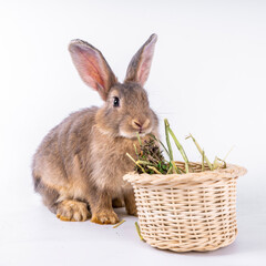 Cute looking brown rabbit isolated white background