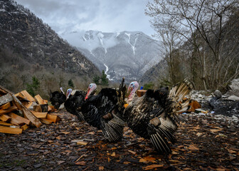 Fototapeta premium Turkeys on a farm in the mountains of Abkhazia in winter