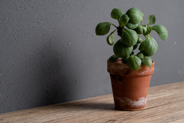Euphorbia monadenium ritchiei plant in terracotta pot on wooden table with isolated grey background