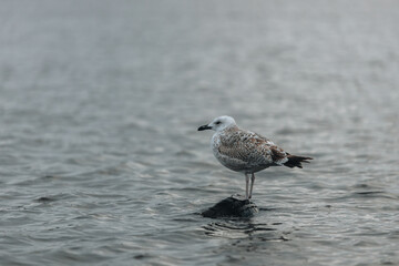 A seagull bird stands on a rubber that protrudes from the water on the Dnieper River on an autumn day. Nature of Ukraine. Soft selective focus. Close-up.