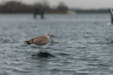 A seagull bird stands on a rubber that protrudes from the water on the Dnieper River on an autumn day. Nature of Ukraine. Soft selective focus. Close-up.