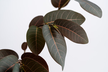 Phyllanthus Mirabilis leaves close up with isolated white background. Phyllanthus mirabilis is a plant species of family Phyllanthaceae from Thailand.