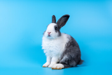 Cute black white rabbit isolated blue background