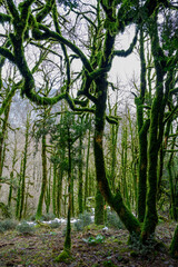 Fototapeta premium Trees with intertwined branches in a mountain forest covered with green moss create a fabulous impression