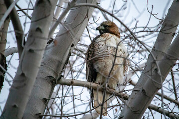 Red tailed hawk perched in a tree trying to stay warm.