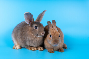 Cute brown rabbit isolated blue background