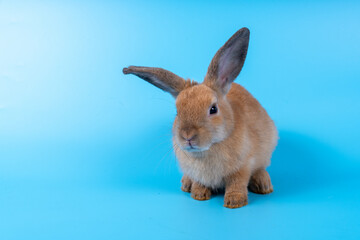 Cute brown rabbit isolated blue background