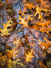 autumn leaves on water
