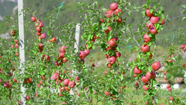 Lush apple tree branches hang on wires in long row with leaves waving in light wind against mountains in countryside arc shot