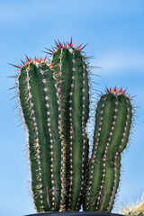 A cereus cactus pot full of sharp awkward spikes in bright sunlight and clear blue skies day