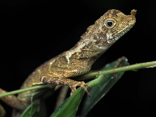 The Borneo anglehead lizard or Borneo forest dragon, agamid lizard endemic to Borneo in Danum Valley