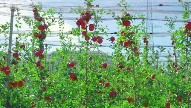 Ripe juicy fruits hang on apple tree branches with green leaves waving in wind in crown flat spindle orchard against power line