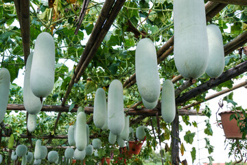 Wax Gourd or Benincasa hispida is the ivy plant is on the trellis with fruits are hanging at the...