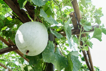 The calabash commonly known as vine calabash or bottle gourd. in organic garden, farmer producer of...