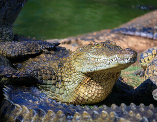 Aggressive Nile crocodile on the coastline near the water.