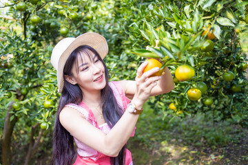 Young woman wear pink clothes holding basket and picking oranges from orange tree in the garden. Female farm owner harvesting orange fruit in the garden. Agriculture harvesting and plantation concept.