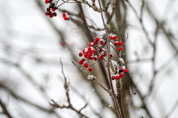 Frost-covered red rowan berries on a tree in winter