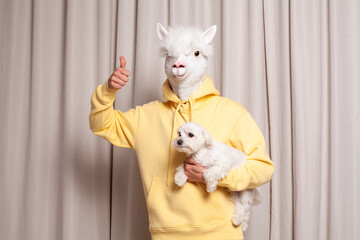 Portrait of ceative lama person in yellow hoodie holding little white dog showing thumb up on beige...