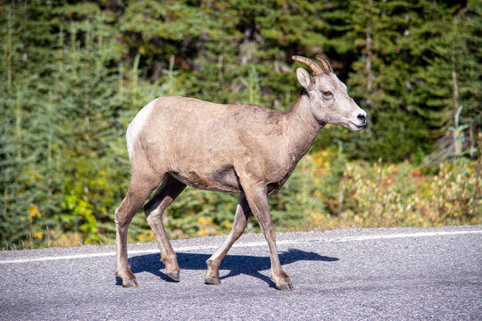 Bighorn sheep on highway in Alberta