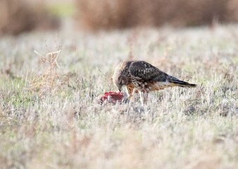 Northern Harrier feeding on a freshly hunted coot on the ground amid brown grass in San Jacinto, California