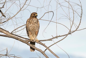 Rough skinned hawk up close and in sharp focus on bare gnarly branches