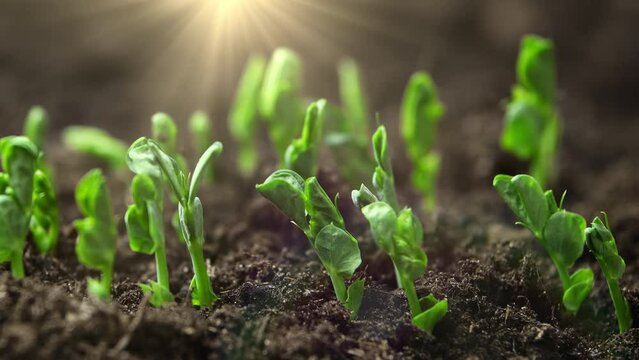 Green plant slowly growing from the soil, magical nature time lapse 4k