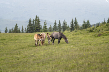 Obraz na płótnie Canvas Horses family grazing in green summer meadow in Rila Mountains, Bulgaria. Country summer landscape.