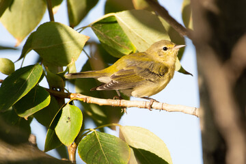 Tennessee warbler bird perched in tree in fall